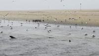 0652 Walvis Bay - Fahrt mit dem Katamaran - Landzunge -Robben, Möwen