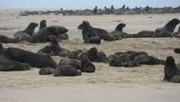 0660 Walvis Bay - Fahrt mit dem Katamaran - Landzunge -Robben