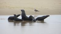 0665 Walvis Bay - Fahrt mit dem Katamaran - Landzunge -Robben