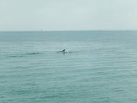 0670 Katamaran-Ausflug Walvis Bay - Delfine