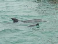 0678 Katamaran-Ausflug Walvis Bay - Delfine