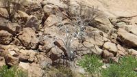 0751 Fahrt durch das Damaraland - Bergkastanie