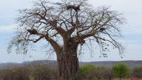 0908 Baobab - Afrikanischer Affenbrotbaum