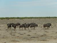 0937 Etosha-Nationalpark - Streifengnus und Steppenzebras