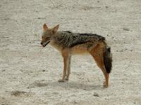 0959 Etosha-Nationalpark - Schabrackenschakal