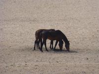 Wildpferde in Namibia