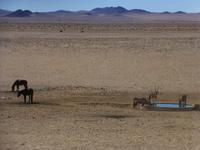 Namibia bei den Wildpferden