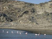 Flamingos inLüderitz