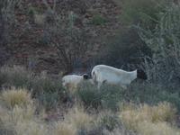 Schafzucht Gästefarm Dabis