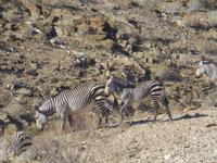 Gaub Pass Zebras