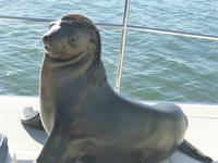 Walvis Bay Robbenbesuch