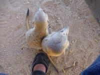 Erdmännchen Erongo Gebirge