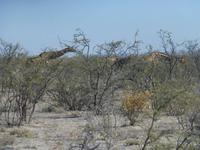 Etoscha wo sind die Giraffen