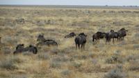 1022 Etoscha-Nationalpark - Streifengnus