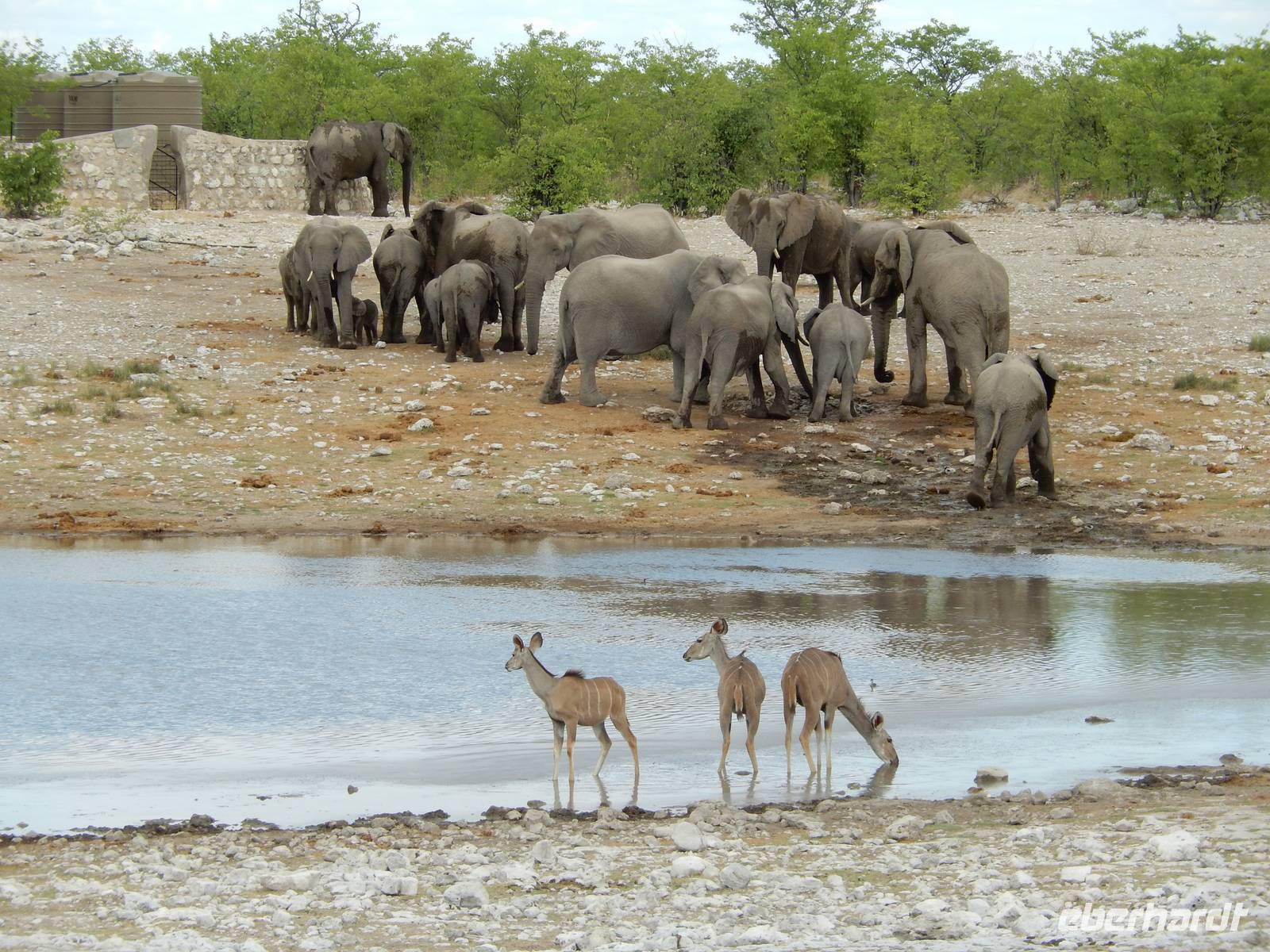 1023 Etosha-Nationalpark - Elefanten am Wasserloch