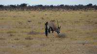 1053 Etoscha-Nationalpark - Oryx mit nur einem Horn