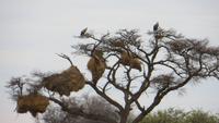 1094 Etoscha-Nationalpark - Geier