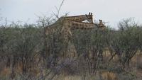 1103 Etoscha-Nationalpark - Giraffen