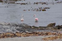 112-Flamingos