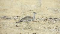 1120 Etoscha-Nationalpark - Riesentrappe