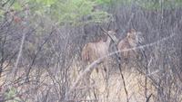 1122 Etoscha-Nationalpark - Kudus