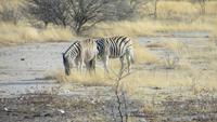 1150 Etoscha-NP - Zebra