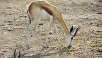 1151 Etoscha-NP - Springbock