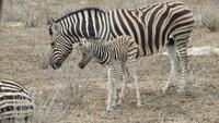 1173 Etoscha-NP - Zebras mit Neugeborenem