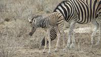 1176 Etoscha-NP - Zebras mit Neugeborenem
