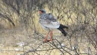 1178 Etoscha-NP - Weissbirzelsinghabicht