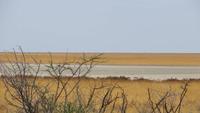 1183 Etoscha-NP