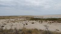 1186 Etoscha-NP