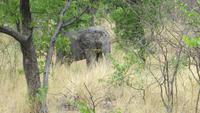 1211 Etoscha-NP-Elefant