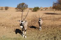 122-Oryx Familie
