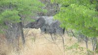 1223 Etoscha-NP-Elefant