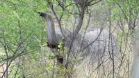 1226 Etoscha-NP-Elefant
