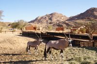 123-Oryx Familie