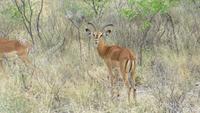 1234 Etoscha-NP-Impallas