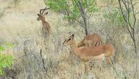 1237 Etoscha-NP-Impallas