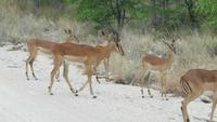 1244 Etoscha-NP-Impallas