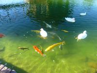 Lapa Lange Lodge Fisch Teich