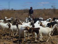 unser RL Ernst in der Schafherde