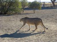 Leopard am Köcherbaumwald