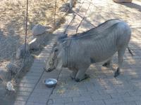 fressendes Warzenschwein