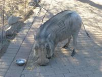 fressendes Warzenschwein