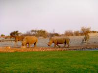 Nashöprner Lapa Lange