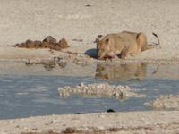 Etoscha Löwe am Wasserloch