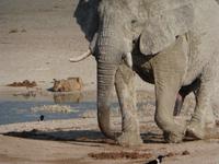 Etoscha Eli+Löwe am Wasserloch