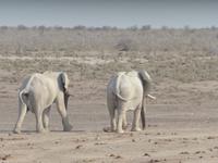 Etoscha weisse Elefanten