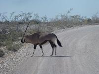 Etosha